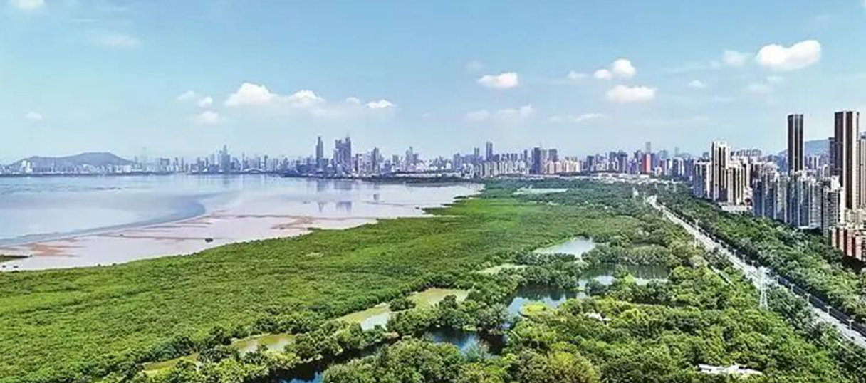 Shenzhen adopte un règlement pour protéger les zones humides à mangroves